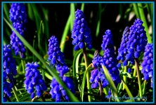 More Grape Hyacinth.jpg