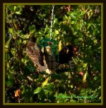 Bird Feeder Visiters.jpg