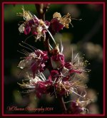 Spent Apricot Buds.jpg