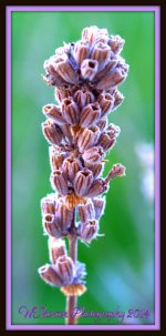 Spring Lavender.jpg