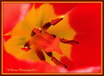 Red Tulip Closeup.jpg