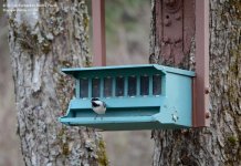 104 Chickadee-140414-01_01.jpg