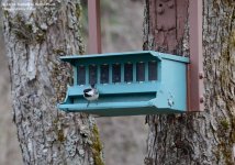 104 Chickadee-140414-02_01.jpg