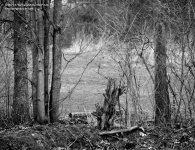 104 Stump & Trees-140414_01.jpg