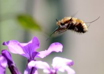 Bombylius major - Large Bee-Fly.jpg