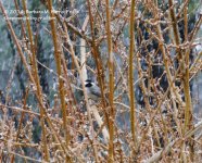 105 Chickadee-140415_01.jpg