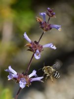 Bee3.jpg
