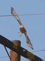 Hawk2.jpg