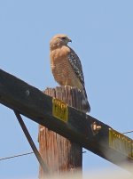 Hawk.jpg