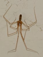 Spider.jpg
