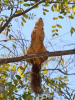 Squirrel3.jpg