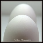 Two Eggs 2.jpg
