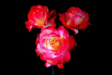 DSC_2411.jpg