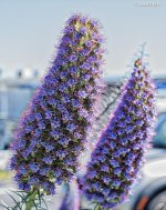 Car Park Flower.jpg