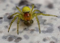 Araniella cucurbitina2.jpg