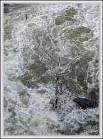 Poor tree.jpg