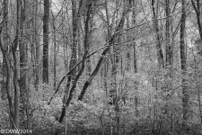 Snowy Woods (1 of 1).jpg