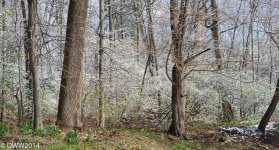 Snowy Woods 2 (1 of 1).jpg