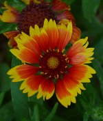 Gazania.jpg