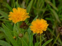 Coreopsis.jpg