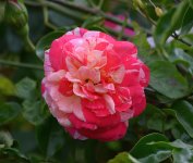 Rose.jpg