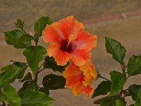 Hibiscus.jpg