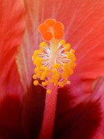 Stamen.jpg