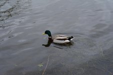 DSC_0040.jpg