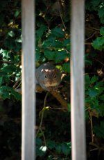 DSC_1534-20140417 (668x1024).jpg