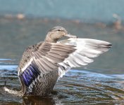 DSC_7795.jpg