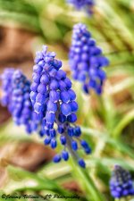 Purple Flower Small.jpg