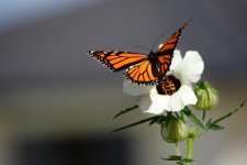 DSC_2508.jpg