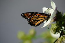 DSC_2498.jpg