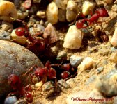 Ants 2.jpg