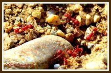 Ants.jpg