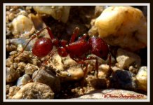 Ant.jpg