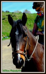 Horse and Rider.jpg