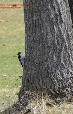 107 Downy Woodpecker-140417-01_01.jpg