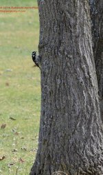 107 Downy Woodpecker-140417-02_01.jpg