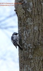 107 Downy Woodpecker-140417-03_01.jpg
