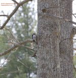 107 Downy Woodpecker-140417-04_01.jpg