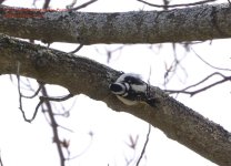 107 Downy Woodpecker-140417-06_01.jpg