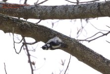 107 Downy Woodpecker-140417-07_01.jpg