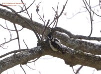 107 Downy Woodpecker-140417-08_01.jpg