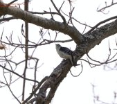 107 Downy Woodpecker-140417-09_01.jpg
