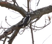 107 Downy Woodpecker-140417-10_01.jpg
