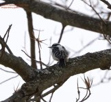 107 Downy Woodpecker-140417-11_01.jpg