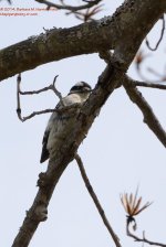 107 Downy Woodpecker-140417-12_01.jpg