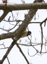 107 Downy Woodpecker-140417-13_01.jpg