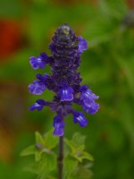 Salvia.jpg